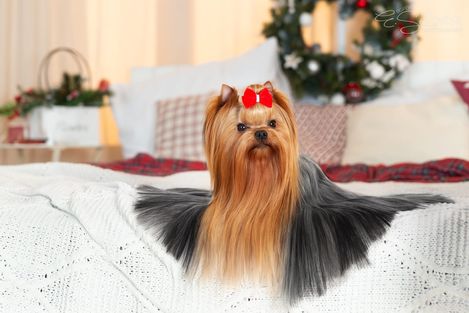  Galaxy Cristal Maneskin — Labaza DogPedigree YorkshireTerrier